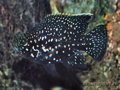 Фото Паратиляпия поллени Paratilapia polleni  (photo#112414)