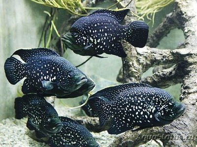 Фото Паратиляпия поллени Paratilapia polleni  (photo#112416)