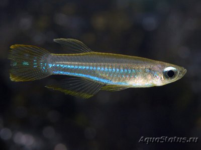 Фото Аплохейлихтис Нормана , или Синеглазка Aplocheilichthys normani  (photo#112423)