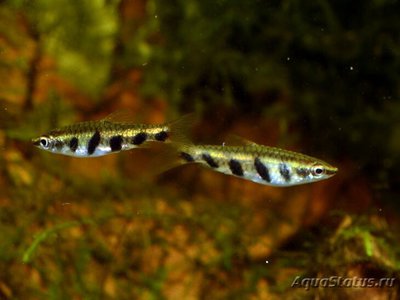 Фото Пецилобрикон полосатый Nannostomus espei  (photo#112435)