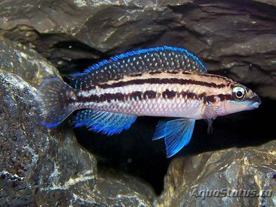 Фото Юлидохромис дикфельда , или Юлидохромис перламутровый Julidochromis dickfeldi  (photo#112444)