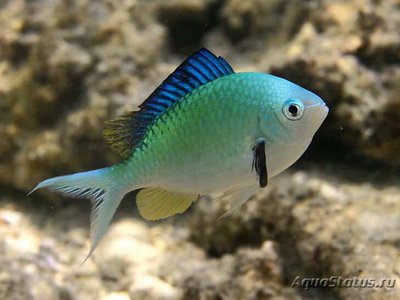 Фото Хромис зеленый Chromis viridis  (photo#112452)