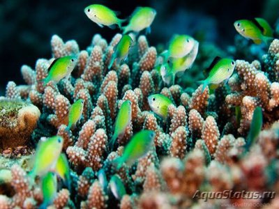 Хромис зеленый (Chromis viridis)