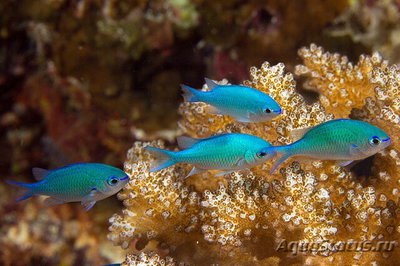 Хромис зеленый (Chromis viridis)