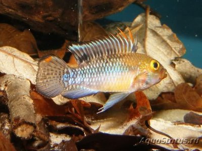 Фото Апистограмма Норберти Apistogramma norberti  (photo#112491)