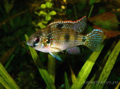 Фото Аномалохромис Томаса Anomalochromis thomasi  (photo#112493)