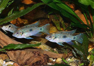 Фото Аномалохромис Томаса Anomalochromis thomasi  (photo#112496)