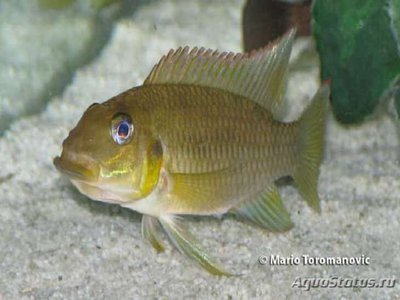 Фото Хромидотилапия Кингс­лея Chromidotilapia kingsleyae  (photo#112497)