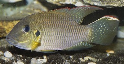 Фото Хромидотилапия Кингс­лея Chromidotilapia kingsleyae  (photo#112498)