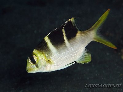 Дисхистодус окаймленный ( Dischistodus fasciatus )