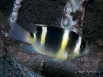 Дисхистодус окаймленный ( Dischistodus fasciatus )