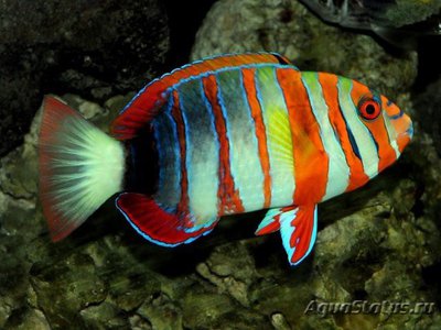 Лиенарделла краснополосая ( Choerodon fasciatus )