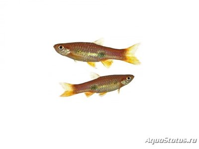 Фото Расбора клоун Rasbora kalochroma  (photo#112571)