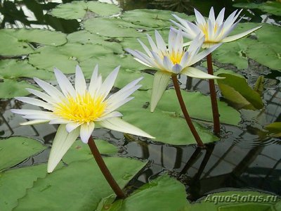 Фото Кувшинка морская роза Nymphaea daubenyana  (photo#112596)