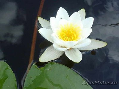 Фото Кувшинка белая Nymphaea alba  (photo#112597)