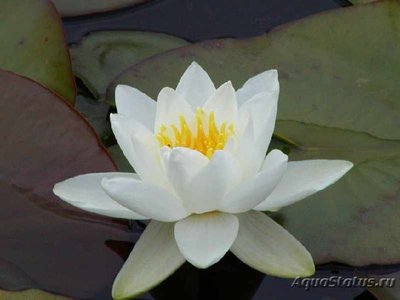 Фото Кувшинка белая Nymphaea alba  (photo#112598)