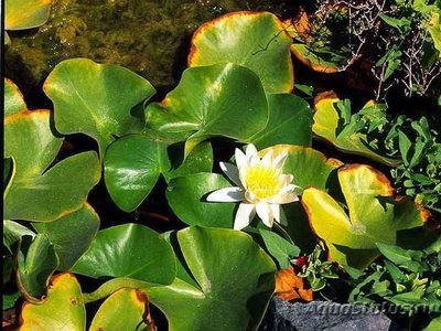 Фото Кувшинка белая Nymphaea alba  (photo#112599)