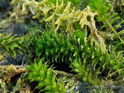 Фото Гидрилла мутовчатая Hydrilla verticillata  (photo#112600)