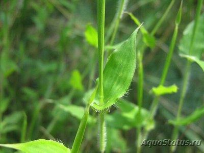 Фото Артраксон щетинистый Arthraxon hispidus  (photo#112607)