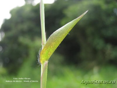 Фото Артраксон щетинистый Arthraxon hispidus  (photo#112609)