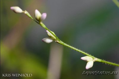 Полигонум Горец (Pol­ygonum sp. "Kawagoea­num”)