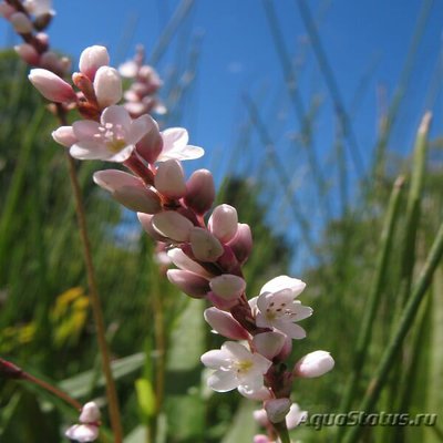 Персикария , или Горец перечновидный ( Persicaria hydropiperoides )