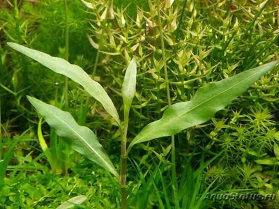 Персикария , или Горец перечновидный ( Persicaria hydropiperoides )