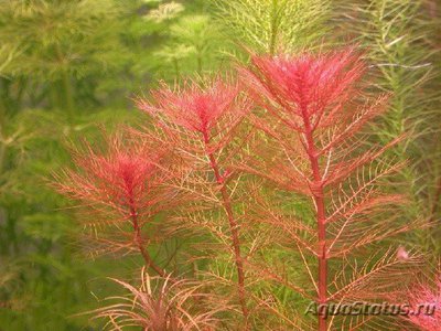 Перестолистник клубеньковый, красный  (Myriophyllum tuberculatum)