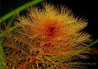 Перестолистник клубеньковый, красный  (Myriophyllum tuberculatum)