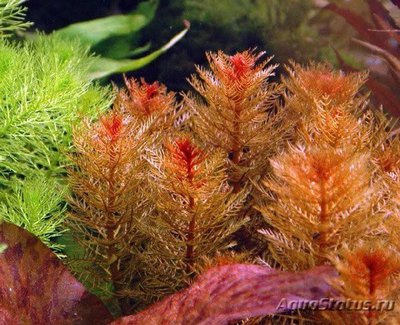 Перестолистник клубеньковый, красный  (Myriophyllum tuberculatum)