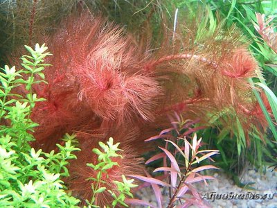 Перестолистник клубеньковый, красный  (Myriophyllum tuberculatum)