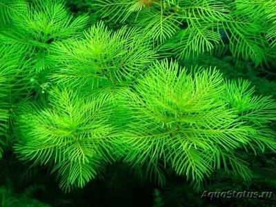 Фото Перистолистник матогросский зеленый Myriophyllum matogrossense «Green»  (photo#112625)