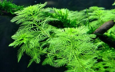 Фото Перистолистник матогросский зеленый Myriophyllum matogrossense «Green»  (photo#112626)