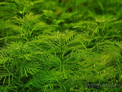 Фото Перистолистник матогросский зеленый Myriophyllum matogrossense «Green»  (photo#112628)