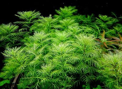 Фото Перистолистник матогросский зеленый Myriophyllum matogrossense «Green»  (photo#112629)