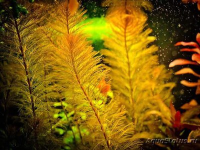 Фото Перистолистник Рорайма Myriophyllum sp. Roraima  (photo#112630)