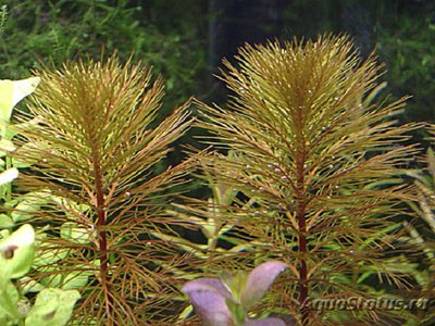 Фото Перистолистник Рорайма Myriophyllum sp. Roraima  (photo#112631)