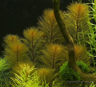 Фото Перистолистник Рорайма Myriophyllum sp. Roraima  (photo#112632)