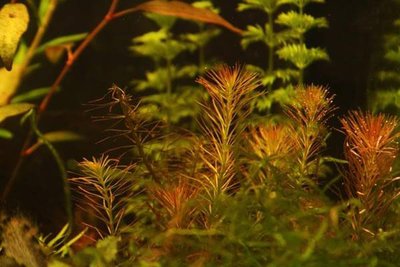 Фото Перистолистник Рорайма Myriophyllum sp. Roraima  (photo#112633)