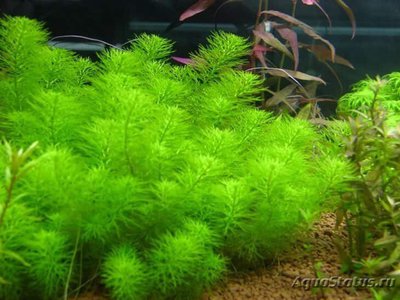 Перистолистник Гуайана ( Myriophyllum sp. ,, Guinea ,, )