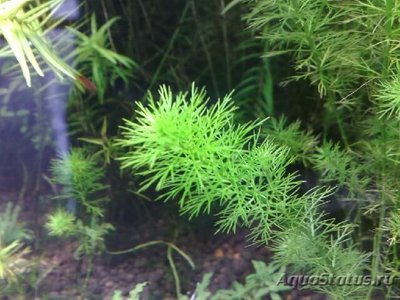 Перистолистник Гуайана ( Myriophyllum sp. ,, Guinea ,, )