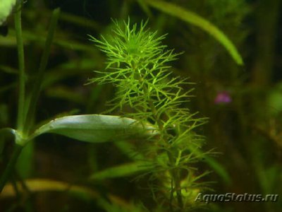 Перистолистник Гуайана ( Myriophyllum sp. ,, Guinea ,, )