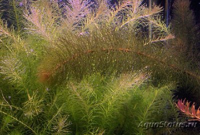 Фото Перистолистник красностебельный Myriophyllum heterophyllum  (photo#112639)