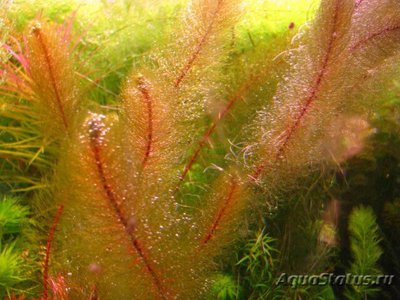 Фото Перистолистник красностебельный Myriophyllum heterophyllum  (photo#112640)