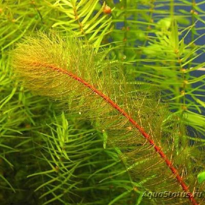 Фото Перистолистник красностебельный Myriophyllum heterophyllum  (photo#112641)