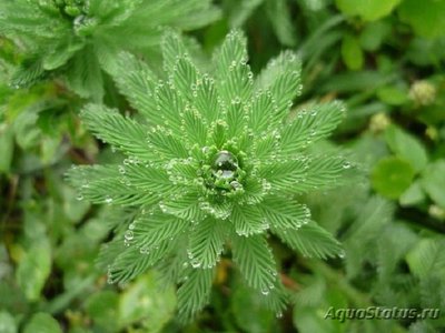 Перистолистник бразильский (Myriophyllum brasiliense)