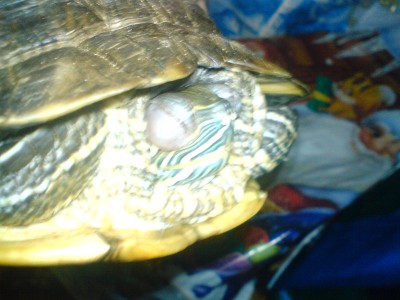 Красноухая черепаха,самка, опухли глаза  - DSC07237.JPG