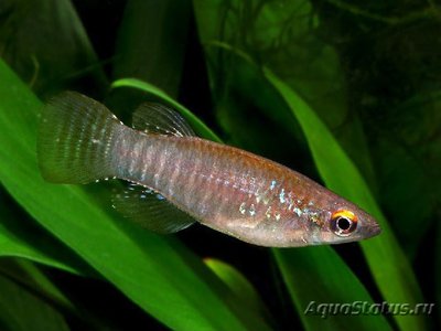 Фото Аплохейлихтис спилаухен Aplocheilichthys spilauchen  (photo#112709)