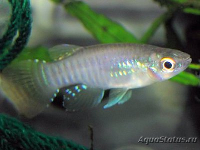 Фото Аплохейлихтис спилаухен Aplocheilichthys spilauchen  (photo#112710)