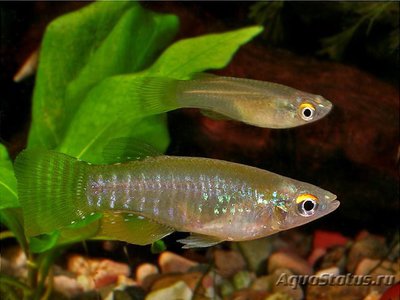 Фото Аплохейлихтис спилаухен Aplocheilichthys spilauchen  (photo#112711)